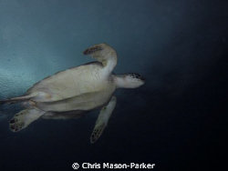 Green turtle swimming just below the surface on a rainy day. by Chris Mason-Parker 